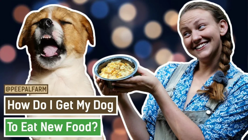Elderly Dog Not Eating Causes Home Remedies & When to Worry?