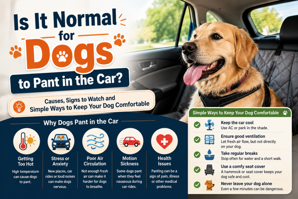Why Do Dogs Pant in the Car Causes Signs to Watch and Simple Ways to Keep Your Dog Comfortable Is It Normal for Dogs to Pant in the Car?