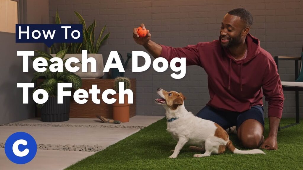 How to Stop Puppy Biting Easy Training Tips That Really Work teach your puppy that human skin is not a toy