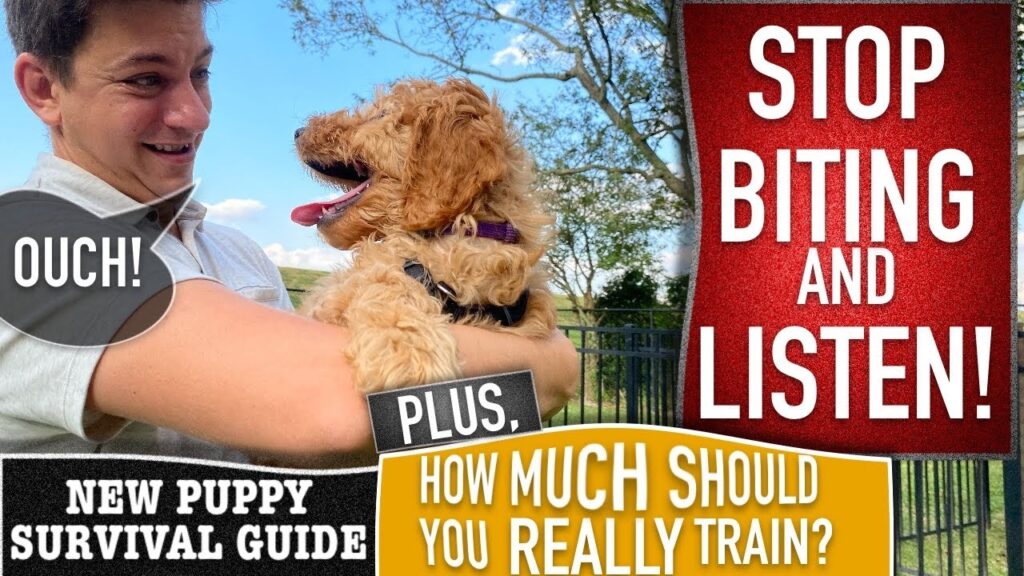 How to Stop Puppy Biting Easy Training Tips That Really Work What to Do When Your Puppy Bites During Play