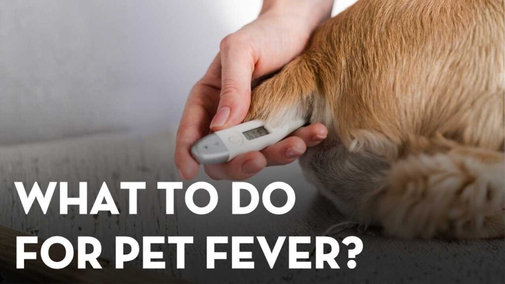 Can You Prevent a Rash on Dogs Belly?