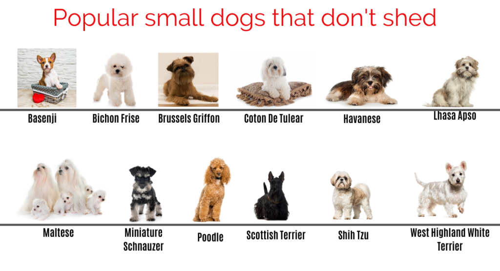 Small Dogs That Don't Shed 15 Low-Shedding Breeds You'll Love How to Choose the Right Small Dog That Doesn't Shed