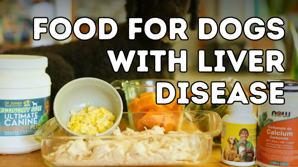 Best Food for Dogs With Kidney Disease A Simple Feeding Guide for Better Health Best Foods for Dogs With Kidney Disease