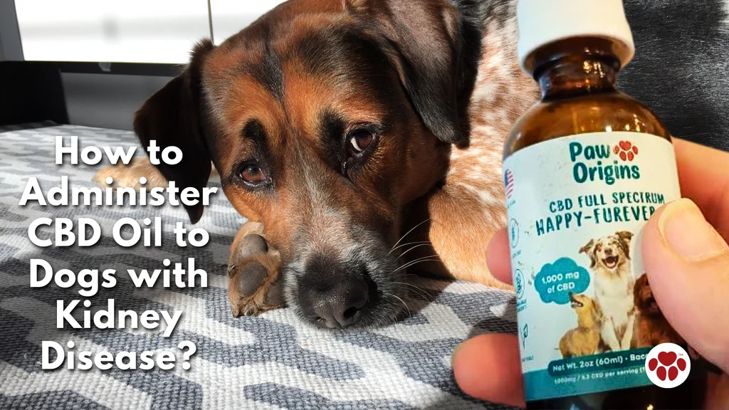 Best Food for Dogs With Kidney Disease A Simple Feeding Guide for Better Health Feeding Tips for Dogs With Kidney Disease