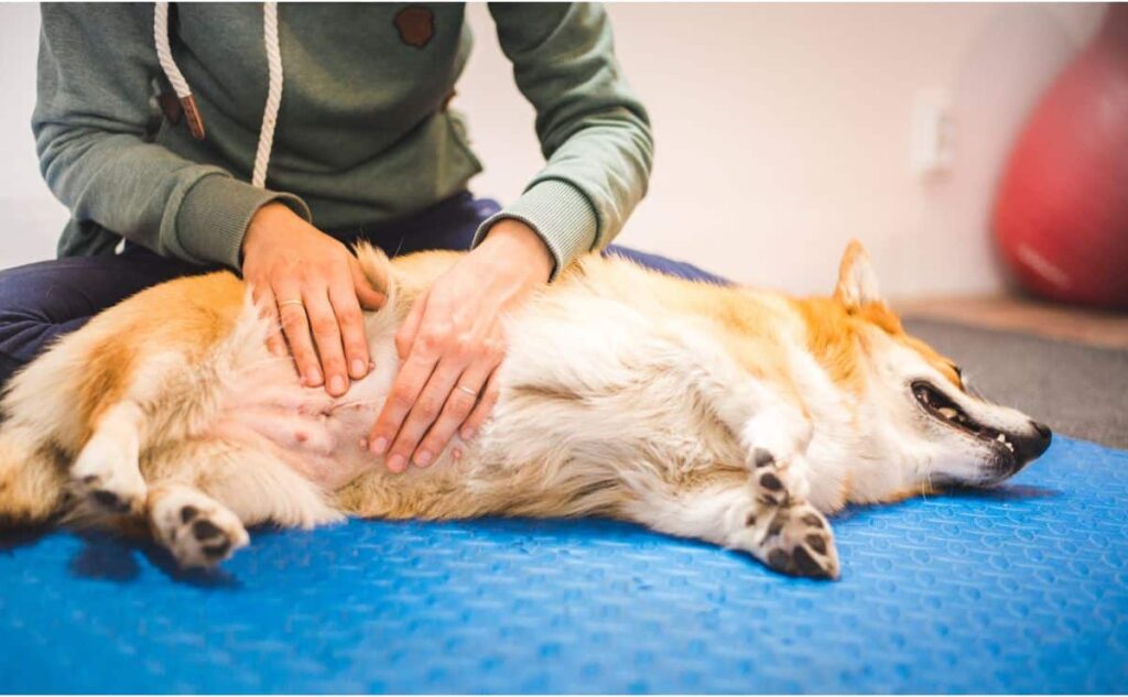 Symptoms That Often Appear with a Rash on Dogs Belly