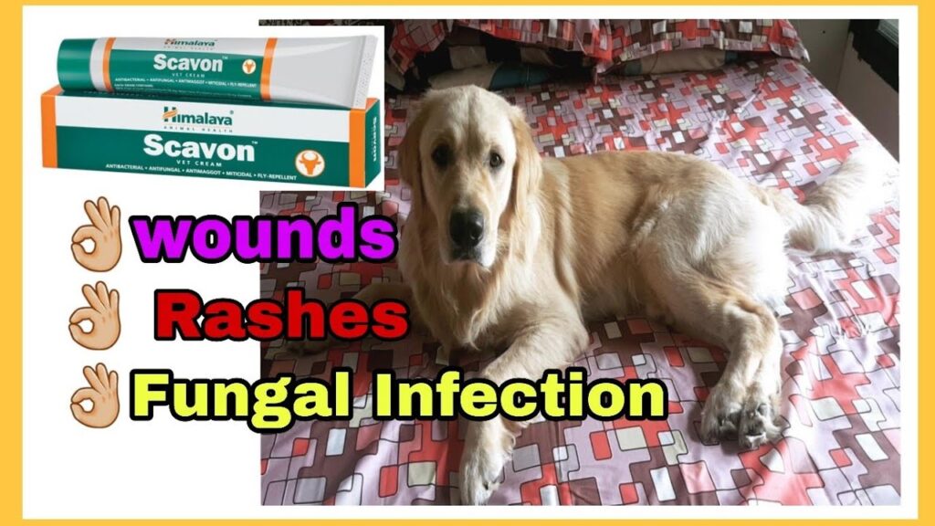 veterinary treatment for a rash on dogs belly